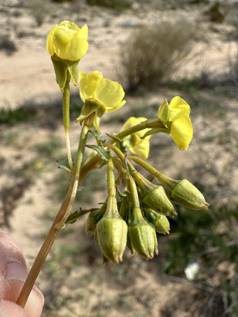 Pierson Sun Cup flowers and flower buds