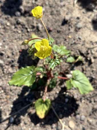 hojas y flores de Chylismia cardiophylla