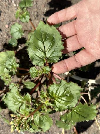 hojas de Chylismia cardiophylla