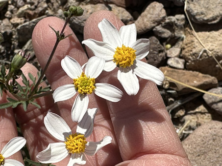 Coreocarpus flowers