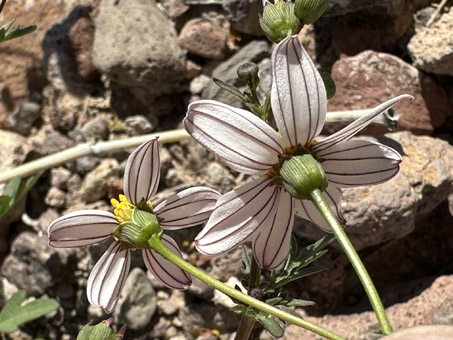 Flor de Acetilla blanca