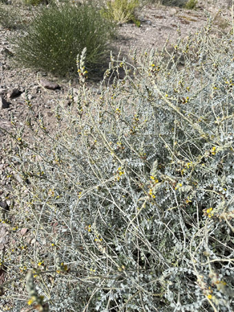 Errazurizia plant in bloom