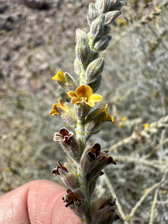 Errazurizia en flor