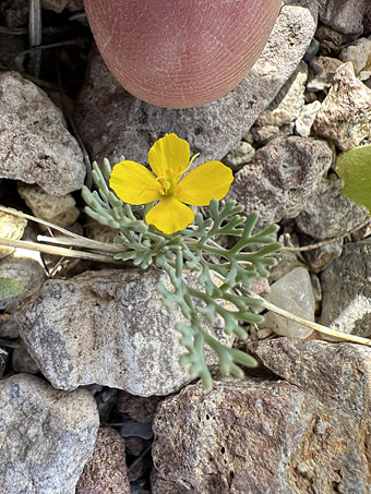 Pygmy Gold-poppy plant in bloom