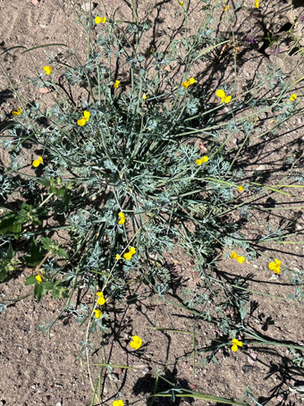 Poppy plant in bloom