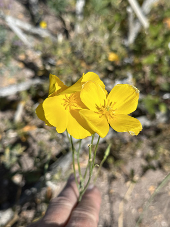 Poppies in bloom