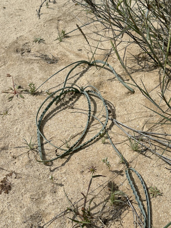 Desert Lily plant