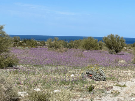 Lupine and Brittlebush covering the desert flat