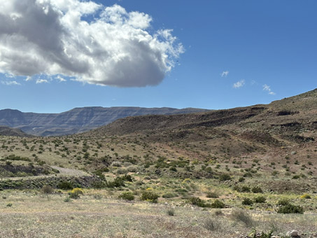 Desert slope with flowering plants