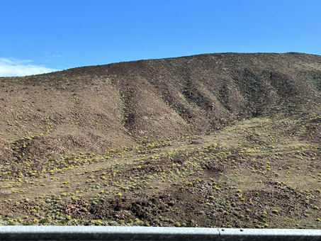 Hillside with blooming Brittlebush