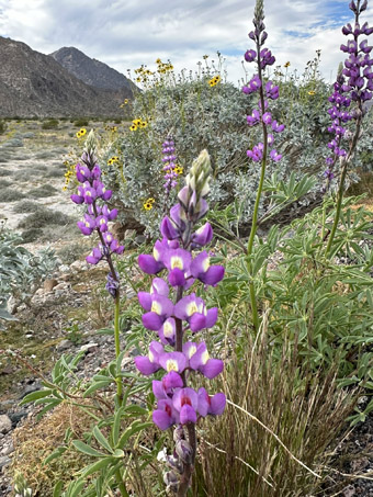 Garbancillo del desierto