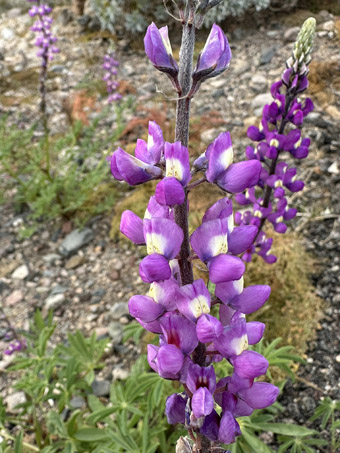 Arizona Lupine