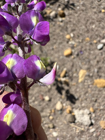 Flores de Garbancillo del desierto