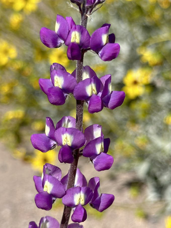 Flores de Garbancillo del desierto