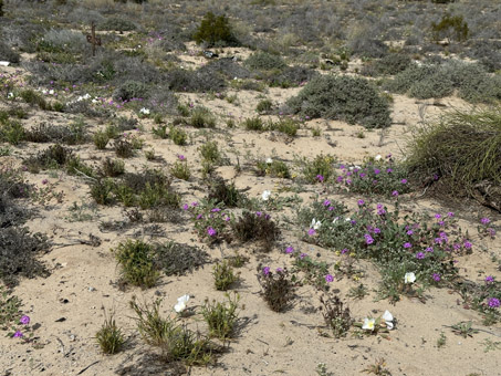 Dune Evening Primrose and Sand Verbena in the dunes