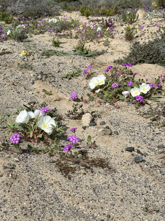 Oenothera y Abronia con flores