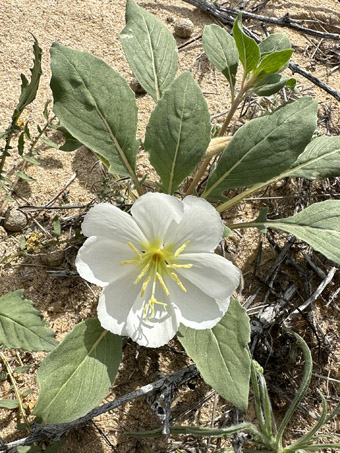 Dune Evening Primrose flower