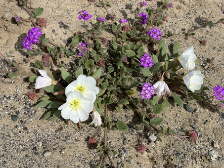 Oenothera y Abronia con flores