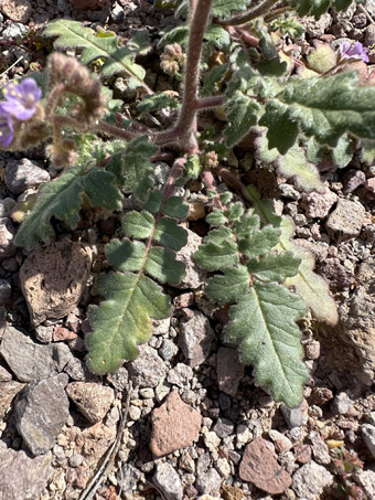 Cleft-Leaf Phacelia leaves