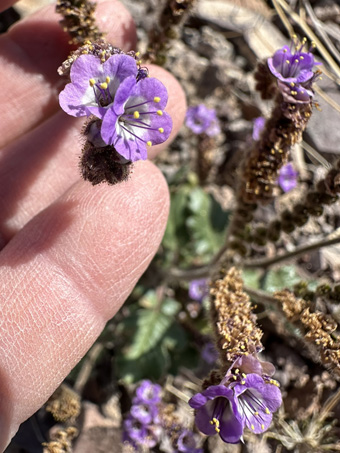 Cleft-Leaf Phacelia flower