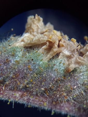 glands on Phacelia flower