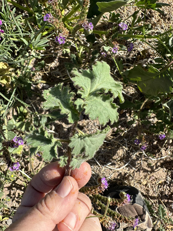 Parish Phacelia leaves