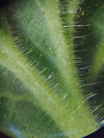 Parish Phacelia glands on leaf