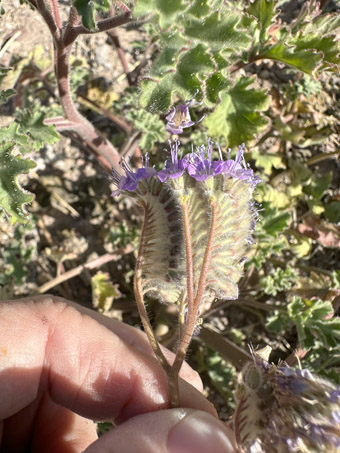 Parish Phacelia flowers