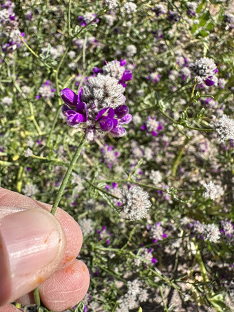 Flores de Psorothamnus