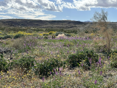 Alluvial fan with lots of flowers