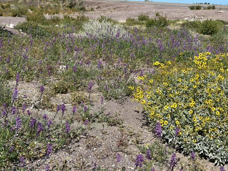 Una bajada llena de flores