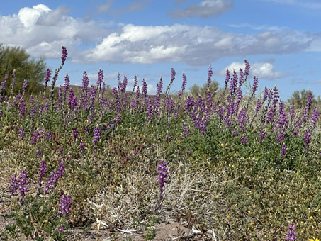 Lots of lupines in bloom