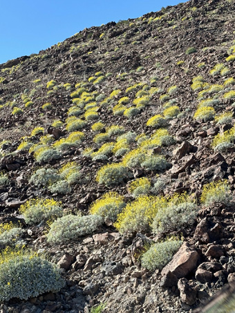 Brittlebush on hillside