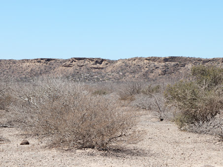 Desert scrub on old seabed
