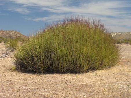 Mixed desert scrub at Punta Chivato
