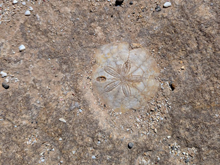 Fossilized sand dollar in mudstone bluff