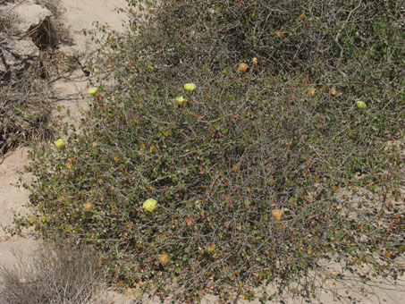 Mixed desert scrub at Punta Chivato