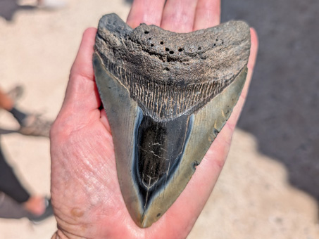 fossil shark tooth
