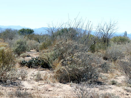 Mixed desert scrub at Punta Chivato