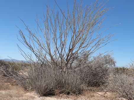 Mixed desert scrub at Punta Chivato