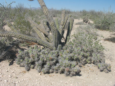 Mixed desert scrub at Punta Chivato