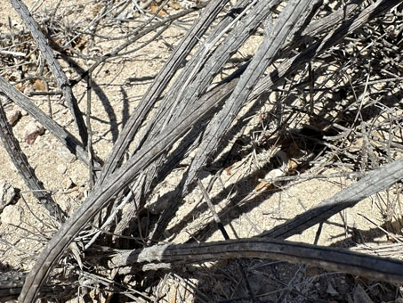 Wilcoxia striata stems