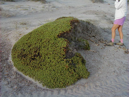 Mixed desert scrub at Punta Chivato