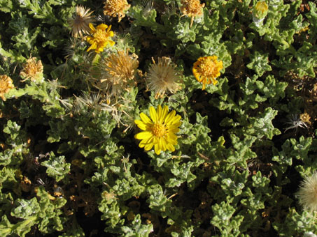 Mixed desert scrub at Punta Chivato