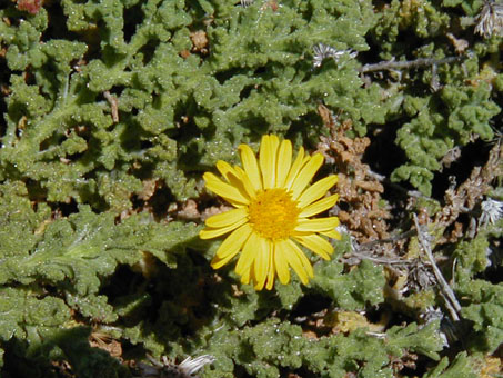 Mixed desert scrub at Punta Chivato