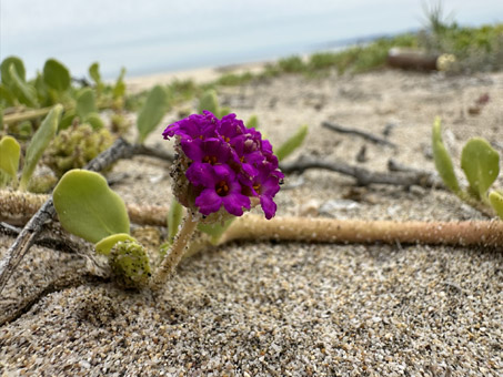 Red Sand Verbena plant in flower