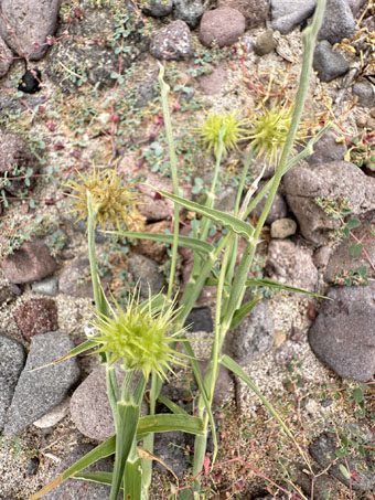 Giant Sandbur flower heads
