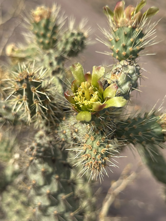 Peninsular Cholla