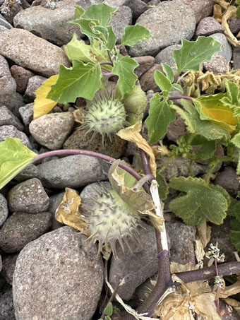 Desert Thornapple fruit