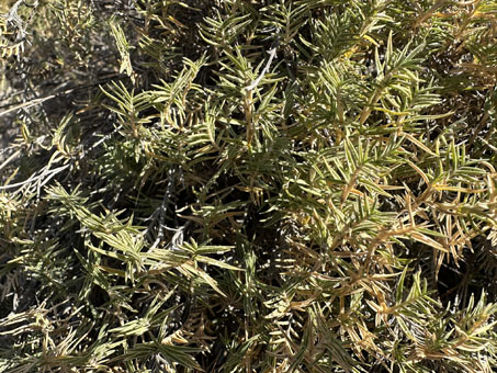 Salt Grass or Shoregrass